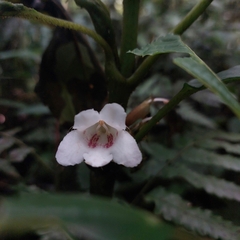 Gesneriaceae