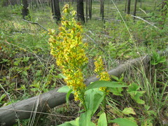 Solidago dahurica