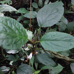 Gesneriaceae