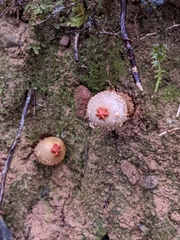 Calostoma ravenelii
