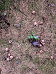 Calostoma ravenelii