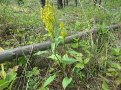 Solidago dahurica