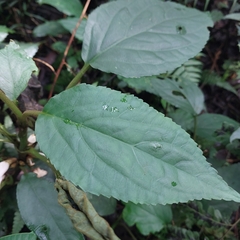 Gesneriaceae