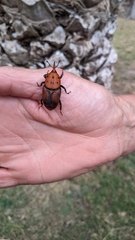 Rhynchophorus ferrugineus