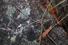 Scleria brownii