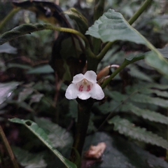Gesneriaceae