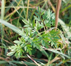 Selinum carvifolia