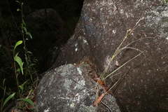 Scleria brownii