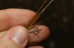 Scleria brownii