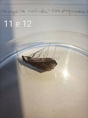 Mecyna asinalis