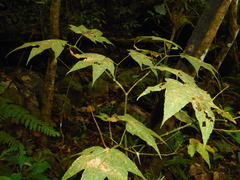 Acer flabellatum