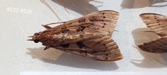 Mecyna asinalis