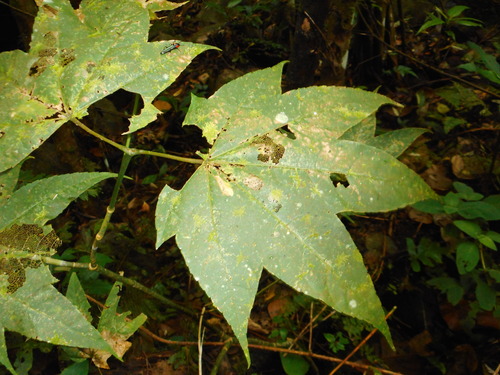 Acer campbellii, photograph 6