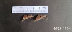 Mecyna asinalis