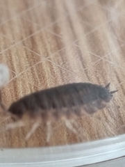 Porcellio scaber