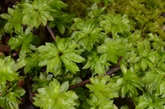 Rhodobryum