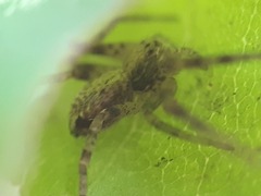 Philodromus aureolus