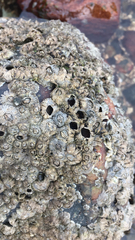 Semibalanus balanoides