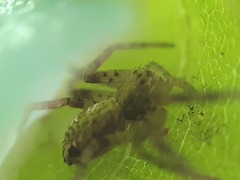 Philodromus aureolus