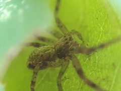 Philodromus aureolus