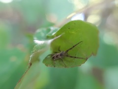 Philodromus aureolus