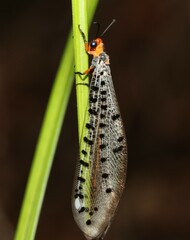 Myrmeleon erythrocephalus