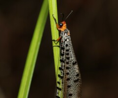 Myrmeleon erythrocephalus