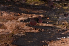 Leotiomycetes