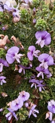 Psoralea aculeata
