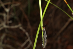 Myrmeleon erythrocephalus