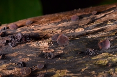 Leotiomycetes