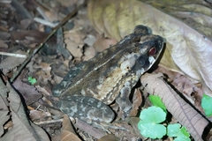 Incilius melanochlorus