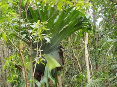 Platycerium superbum