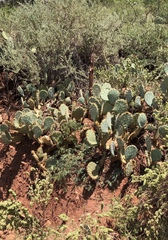 Opuntia arizonica