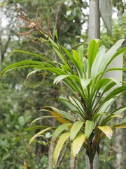 Cordyline stricta