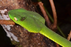 Trimeresurus vogeli