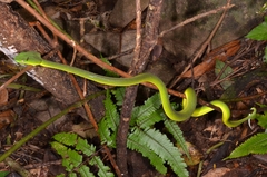 Trimeresurus vogeli
