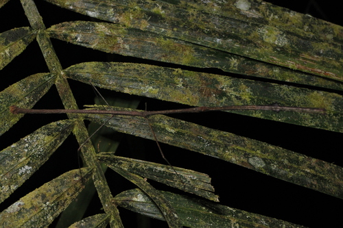Baculofractum