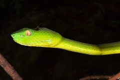 Trimeresurus vogeli