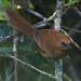 Rufous Spinetail - Photo (c) Josh Vandermeulen, some rights reserved (CC BY-NC-ND), uploaded by Josh Vandermeulen