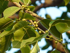 Ficus amplissima