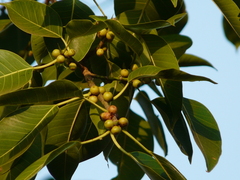 Ficus amplissima