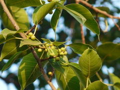 Ficus amplissima