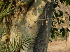 Ficus amplissima