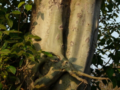 Ficus amplissima