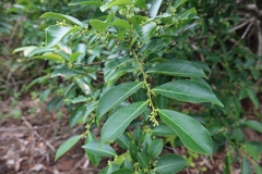 Glochidion rubrum