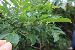 Glochidion rubrum
