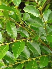 Glochidion rubrum