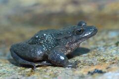 Corsican Painted Frog photo 3