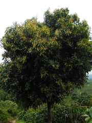 Persea americana